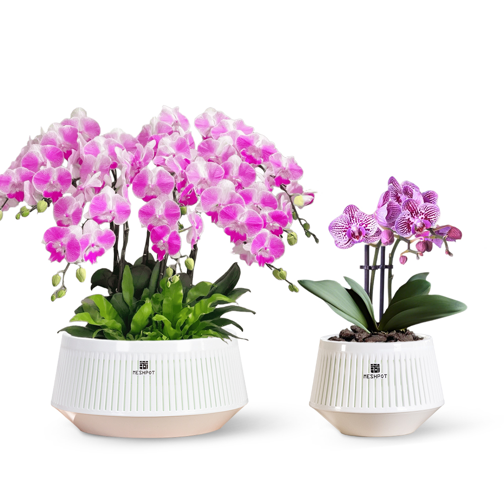 Aloe Vera Pot - Meshpot Orchid Pot with Holes &