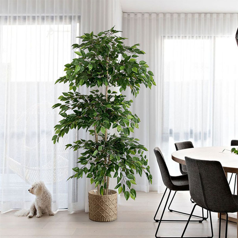 Dracaena Marginata - 70in Ficus Artificial Tree Large Tropical