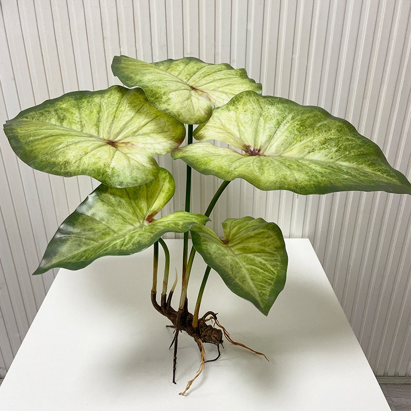 Dracaena Marginata - Lifelike Large Lotus Leaves with Roots