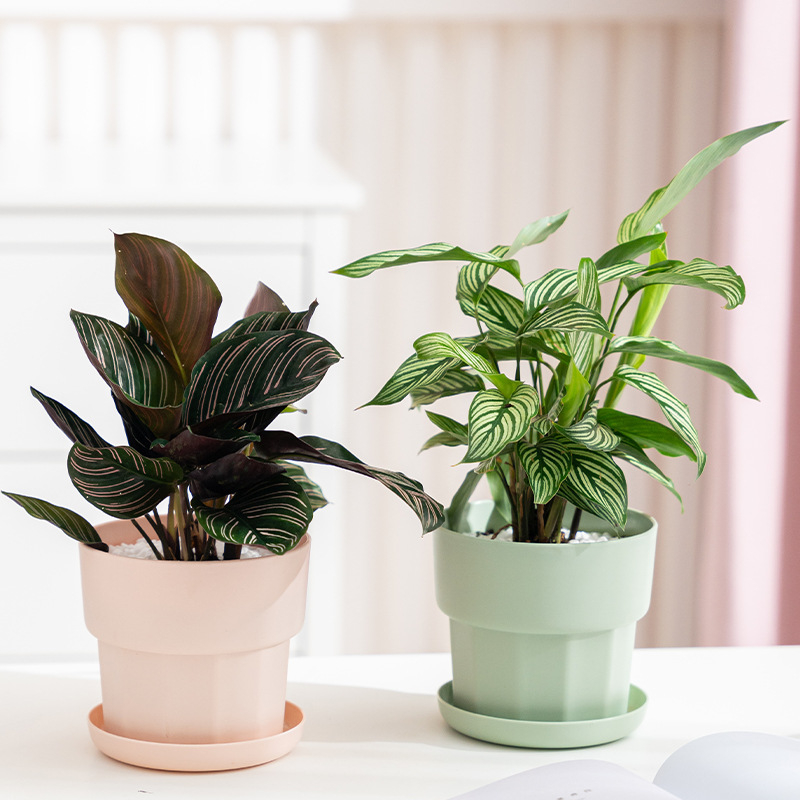 Aloe Vera Pot - Nordic Minimalist Style Green Radish Succulent
