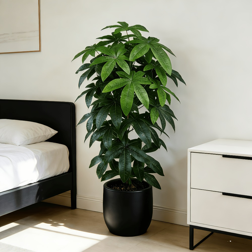 Monstera Adansonii - An Artificial Money Tree Pachira Aquatica