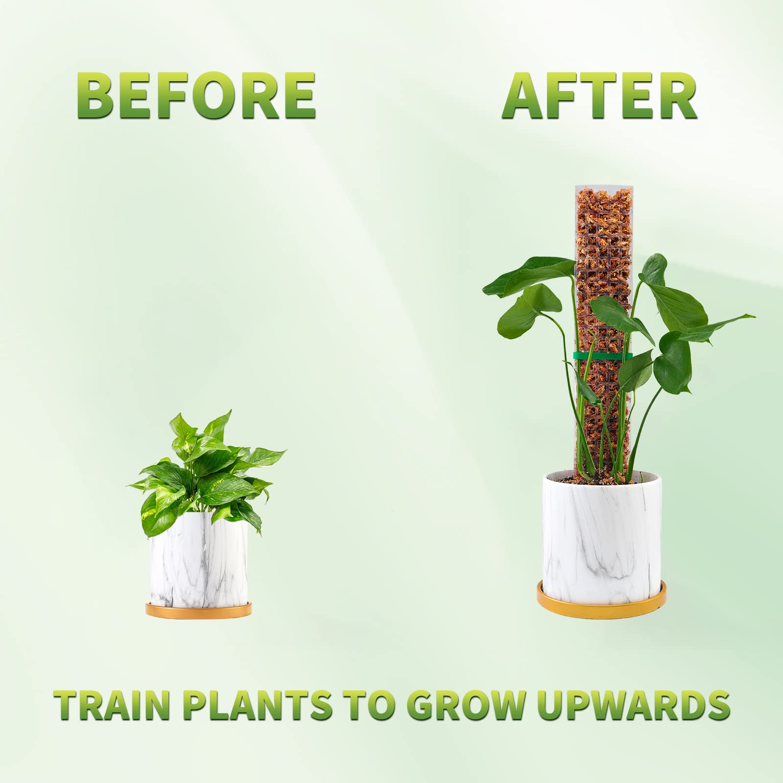 Moss Poles Plants Plant Suppor - Echeveria Succulent recension och pris
