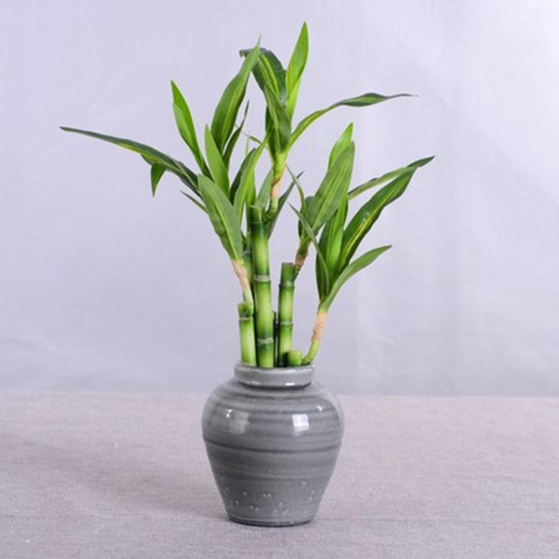New 40cm Artificial Lucky Bamb - Echeveria Succulent recension och pris