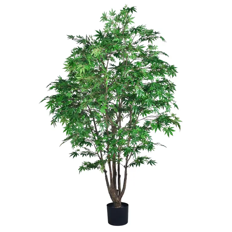 Trending Wholesale Green Maple - Dracaena Marginata recension och pris