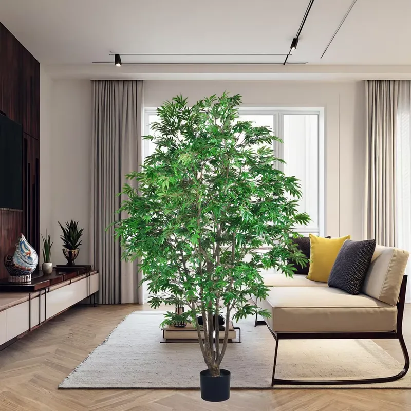 Trending Wholesale Green Maple - Dracaena Marginata recension och pris