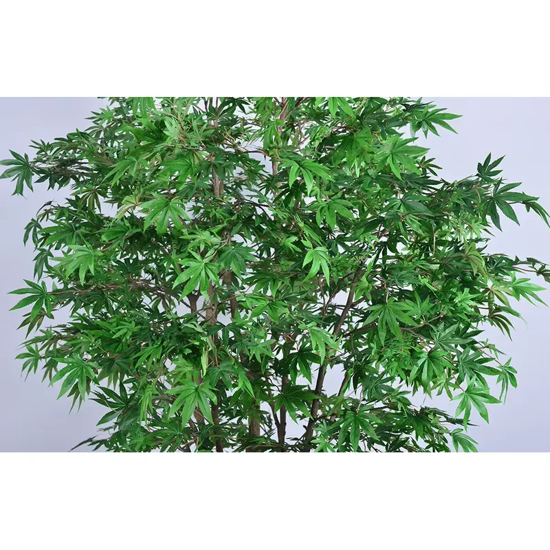 Trending Wholesale Green Maple - Dracaena Marginata recension och pris