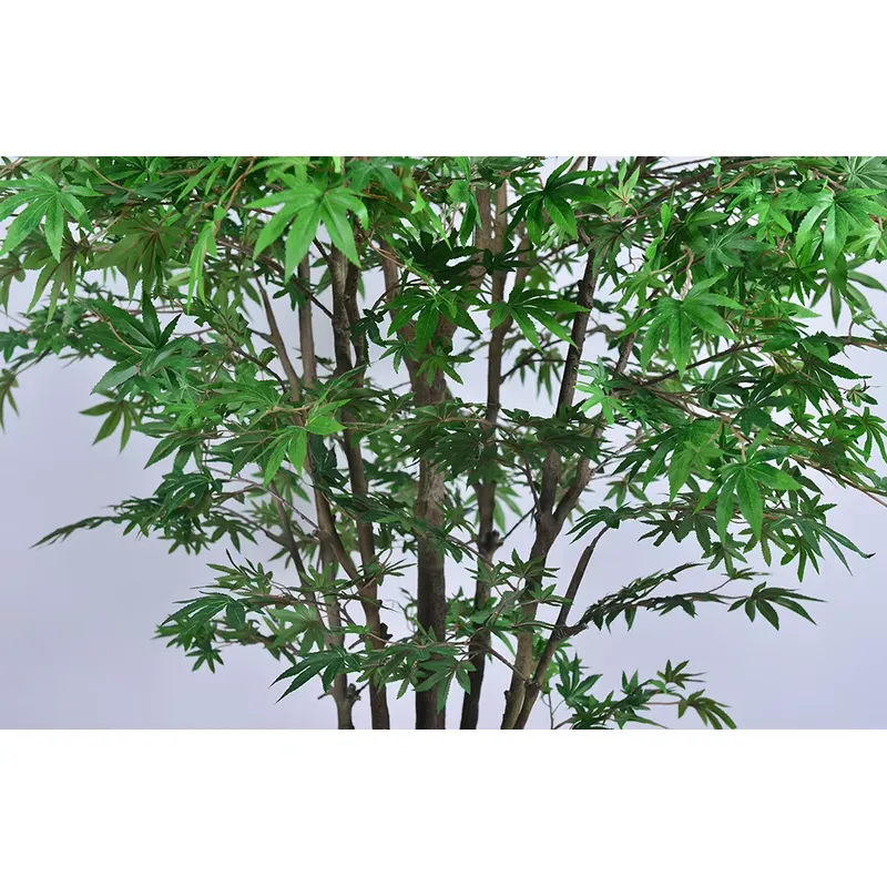 Trending Wholesale Green Maple - Dracaena Marginata recension och pris