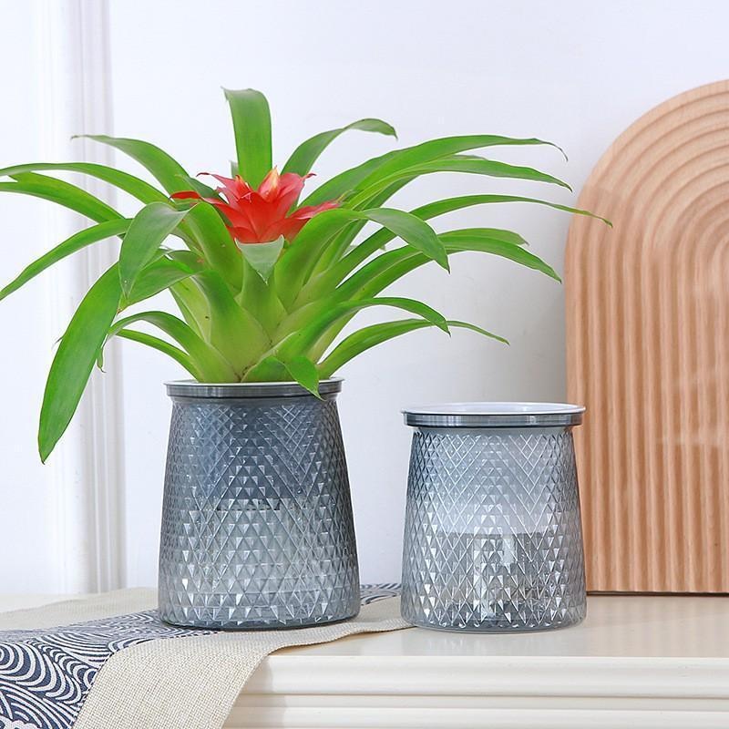 2024 Transparent Self Watering - Aloe Vera Pot recension och pris
