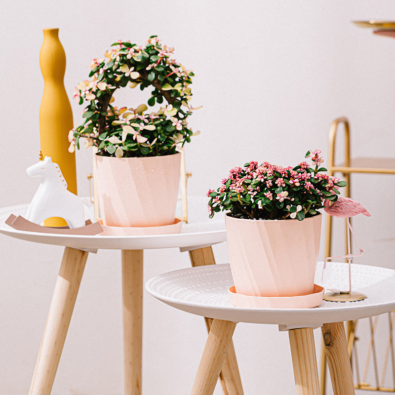 Resin Plastic Succulent Plante - Aloe Vera Pot recension och pris