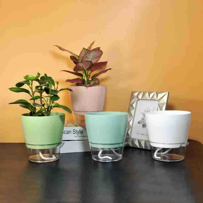 Lazy Flower with Drainage Hole - Aloe Vera Pot recension och pris