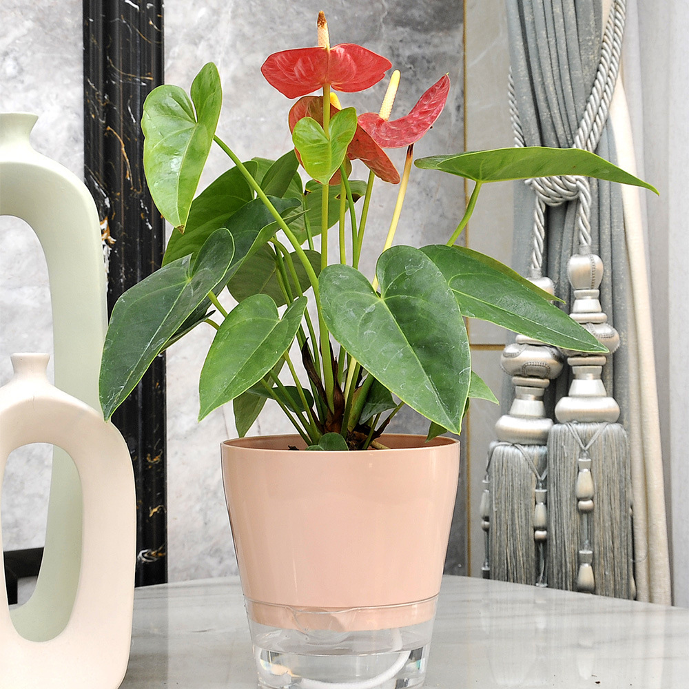 Lazy Flower with Drainage Hole - Aloe Vera Pot recension och pris