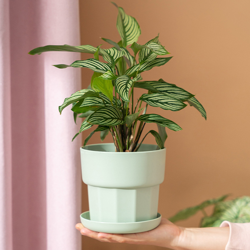 Nordic Minimalist Style Green  - Aloe Vera Pot recension och pris