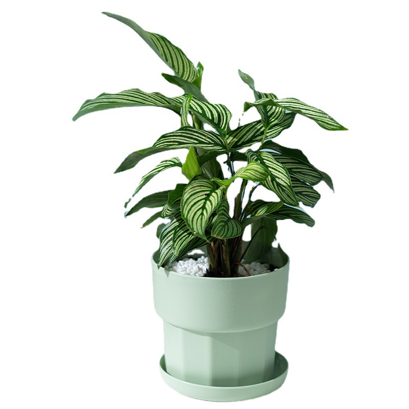 Nordic Minimalist Style Green  - Aloe Vera Pot recension och pris