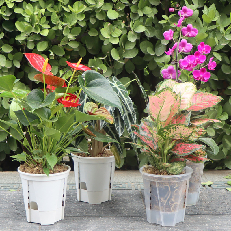 5pcs Transparent Orchid Pot wi - Aloe Vera Pot recension och pris